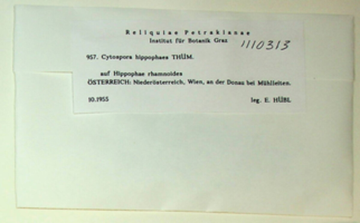 Cytospora hippophaës image